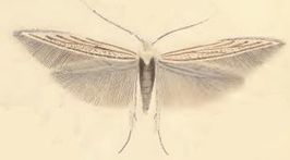 Coleophora odorariella