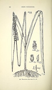 Miniatura per Maundia triglochinoides