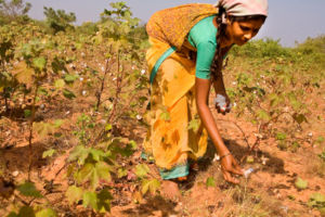 A woman picking cotton in a field near Nagarju...