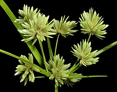 Description de l'image Cyperus eragrostis (6822895256).jpg.