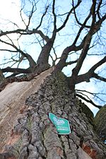 Quercus robur, Łochowice, Kuyavian-Pomeranian Voivodeship, Poland. Natural monument.