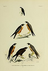 Schlegel (1866): De vogels van Nederlandsch Indië, book 3 Valkvogels, plate 2, fig. 1.[11]