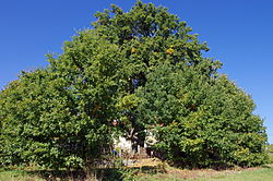 Památný strom Dub ve Slapanech