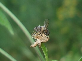 Entomophthora muscae