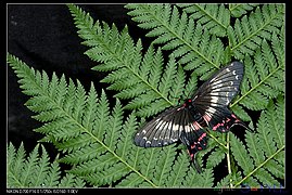 オナガアゲハモドキ E. mencia, 台湾