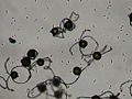 Micrografía de esporas secas de Equisetum Os eláteres erectos están preparados para axudar á espora a dispersarse transportada polo vento.