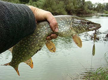 Щука в руках рыбака, река Драва, Венгрия