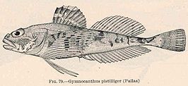 Gymnocanthus pistilliger