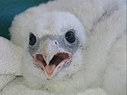 A Gyrfalcon chick hatched in captivity