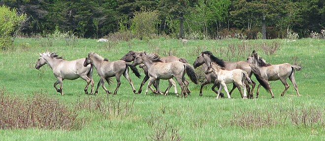 Groupe de chevaux de couleur grise qui galopent.