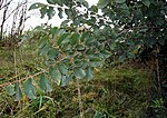 Мали шумарак пољског бреста (Ulmus minor) сачуван на ободу хумке