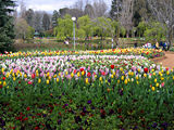 Massed hyacinths and tulips, 2005