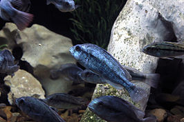 Haplochromis degeni