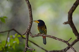 Great Barbet (Psilopogon virens)