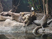 Groupe de loutres couchées sur une pierre, au bord de l'eau.