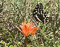 Papilio demodocus su Haemanthus coccineus