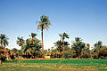 Palmengärten und Felder in Ain Ris