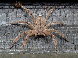 Heteropoda pingtungensis