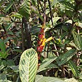 Cụm hoa của cây xăng sê (Sanchezia speciosa)