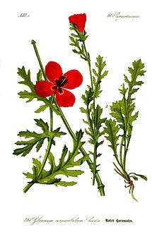 Illustration Glaucium corniculatum0 clean.jpg