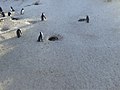 Manuk pénguin keur nyileungleum di Beach cape town