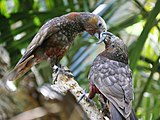 Kākā by Small