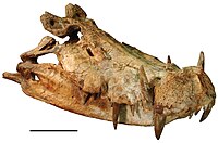 Mahajangasuchidae