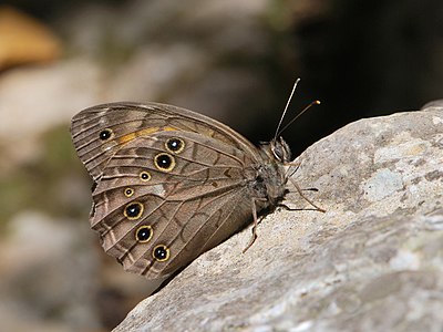 Kirinia roxelana, by Gidip