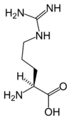 L-arginine-skeletal-(tall).png