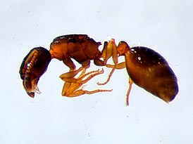 Leptothorax kutteri