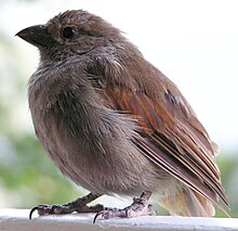 Lesser antillean bird5.jpg