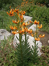 Lilium carniolicum.