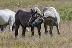 Vignette pour Comportement du cheval