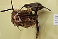 Tündérmézevő (Meliphaga gracilis)