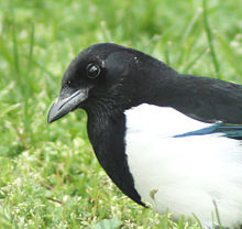 The Eurasian magpie passes the mirror test. Magpie in Madrid (Spain) 87b.jpg