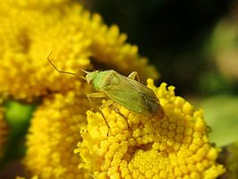 Megalocoleus tanaceti