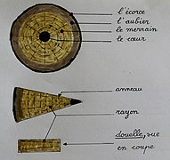 Croquis montrant en coupe la composition d'un tronc de chêne, et la disposition des rayons et des anneaux de croissance dans un quartier et dans une douelle.