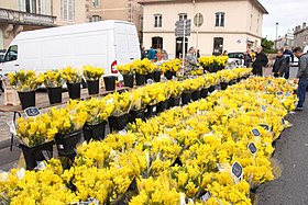 Des mimosas vendus à la foire grasse de Lunéville.