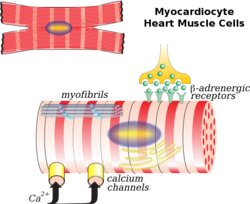 Myocardiocyte.png