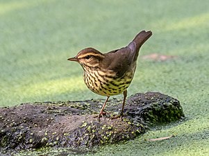 Northern waterthrush, Central Park