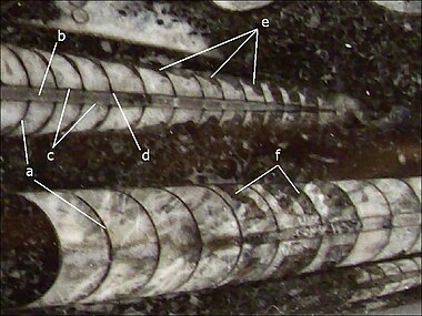 Sezione lucida di calcare a Orthoceras, dal Siluriano superiore-Devoniano inferiore di Erfoud (Marocco).[N 4]