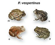 Pelobates vespertinus (10.3897-zookeys.859.33634) Figure 3