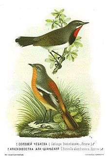 Phoenicurus alaschanicus Calliope pectoralis tschebaiewi.JPG