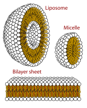 The three main structures phospholipids form in solution: the liposome (a closed bilayer), the micelle and the bilayer. Phospholipids aqueous solution structures.svg