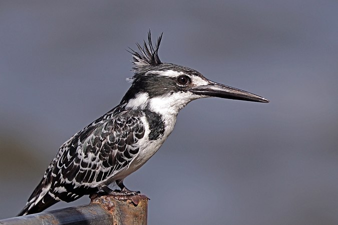 埃塞俄比亞的一隻雌性斑翡翠（Ceryle rudis）。與其他翠鳥科生物不同，斑翡翠透過懸停在水面上捕獵魚類。