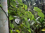 Πέπερι το μέλαν (Piper nigrum) σε στήριξη δένδρου στην Γκόα της Ινδίας.