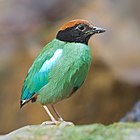 Hooded pitta