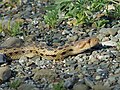 Pituophis melanoleucus (Gopher Snake), Colubridae della California