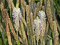 Plantago subulata