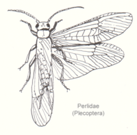 Illustratie van de vleugels van een borstelsteenvlieg